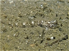 Favonigobius