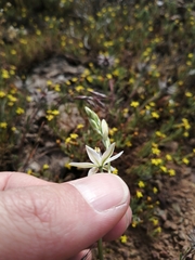 Ornithogalum hispidum