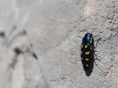 Buprestis octoguttata
