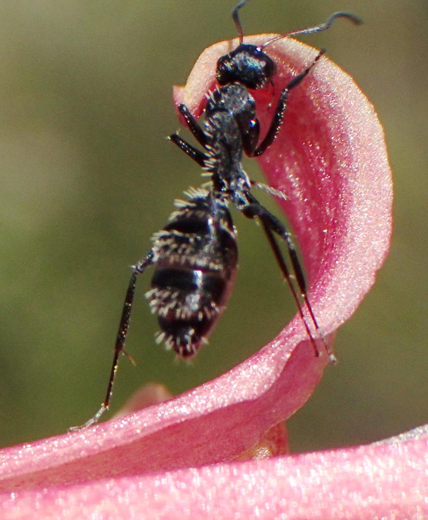 Hairy Sugar Ant