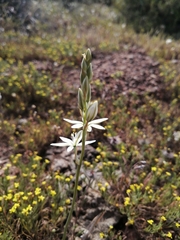 Ornithogalum hispidum