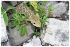 Gerrhonotus ophiurus