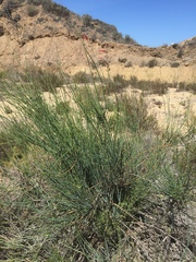 Gambelia juncea
