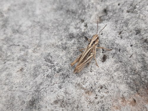 koník červenobruchý (Omocestus haemorrhoidalis)