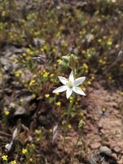 Ornithogalum hispidum