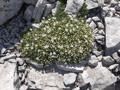 Cerastium dinaricum
