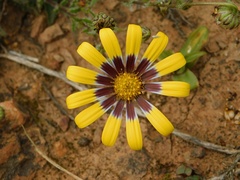 Osteospermum scariosum