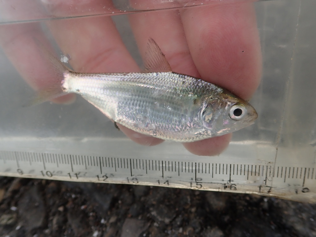 Western Pacific Gizzard Shad