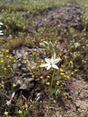 Ornithogalum hispidum