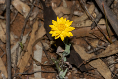 Rhodanthe polygalifolia
