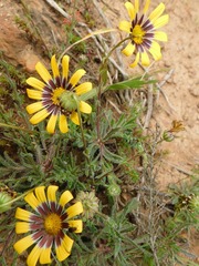 Osteospermum scariosum