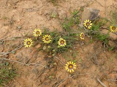 Osteospermum scariosum