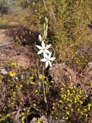 Ornithogalum hispidum