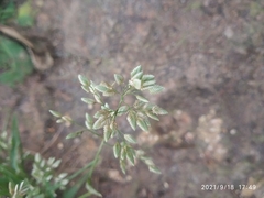 Eragrostis unioloides