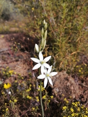 Ornithogalum hispidum