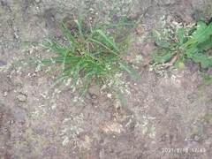 Eragrostis unioloides