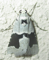 Stemmatophora chloralis