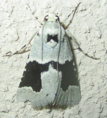 Stemmatophora chloralis