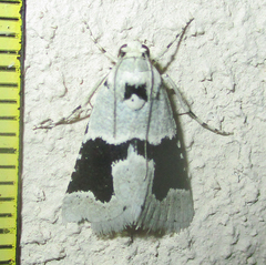 Stemmatophora chloralis