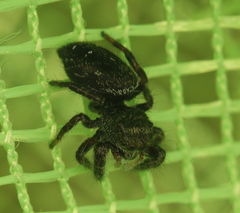 Phidippus olympus