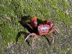 Orisarma intermedium