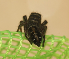 Phidippus olympus