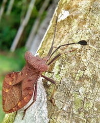 Dalader planiventris