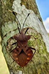 Dalader planiventris