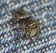 Phidippus olympus