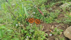 Melinaea lilis imitata