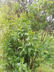 Chromolaena perglabra