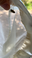 Eristalinus taeniops