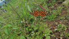 Melinaea lilis imitata