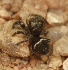 Phidippus olympus