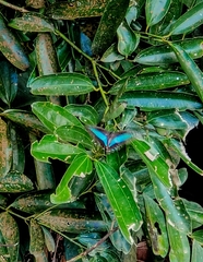 Graphium sarpedon luctatius