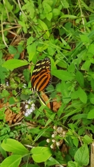 Melinaea lilis imitata