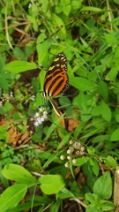 Melinaea lilis imitata