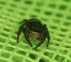 Phidippus olympus