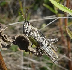Glyptobothrus