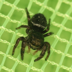 Phidippus olympus