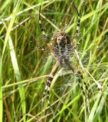 Argiope bruennichi