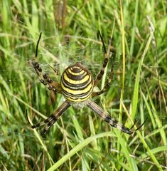 Argiope bruennichi