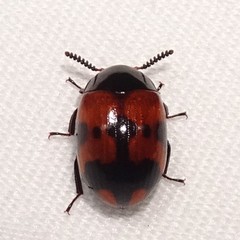 Diaperis nigronotata