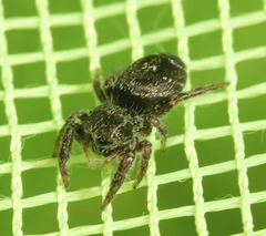 Phidippus olympus