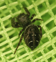 Phidippus olympus