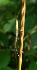 Tetragnatha