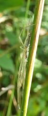 Tetragnatha