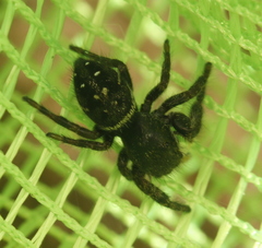Phidippus olympus