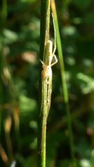 Tetragnatha