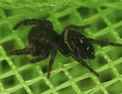 Phidippus olympus